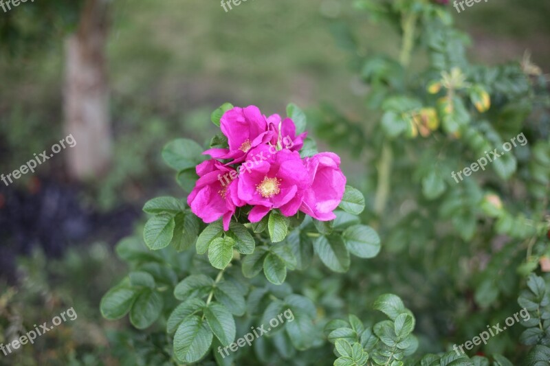 Flower Rose Hip Shrub Flowering Shrubs Pink