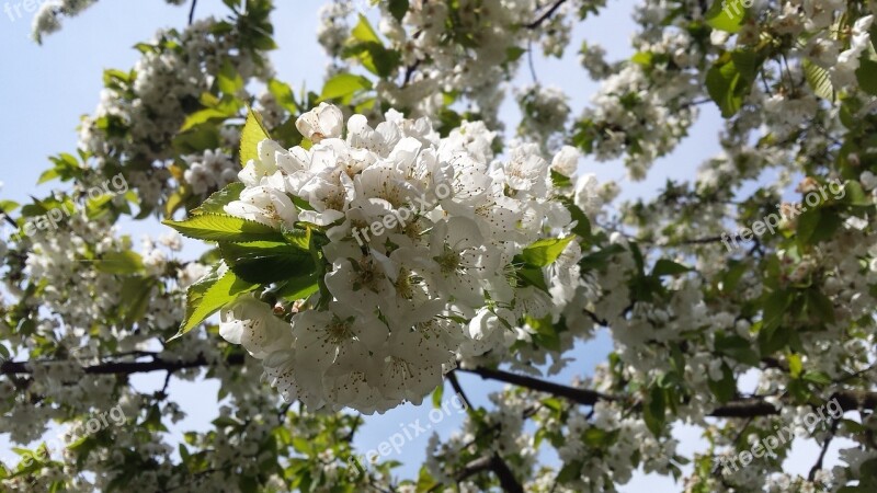 Cherry Blossom The Sky Nature Tree Free Photos