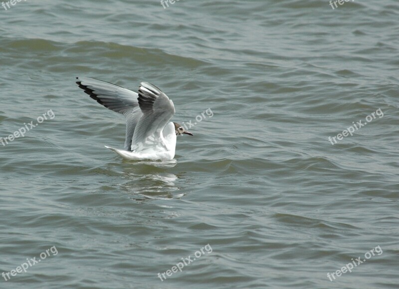 Seagull Gull Water Hunt Marine