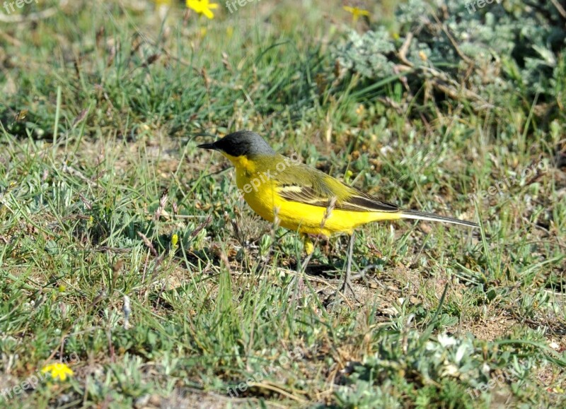 Finch Yellow Sparrow Bird Yellow Tail Taunting Friend