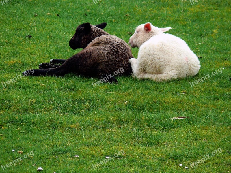 Sheep Fur Grass Hair Young Sheep