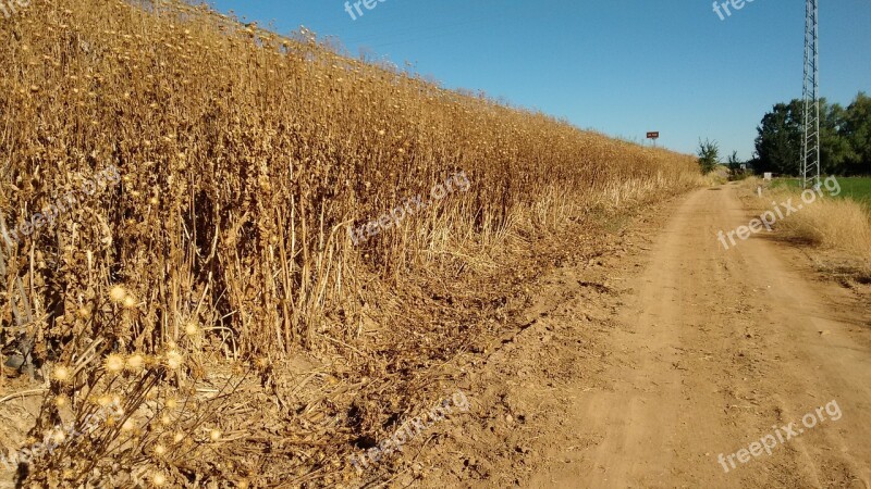 Dry Fields Autumn Open Air Path