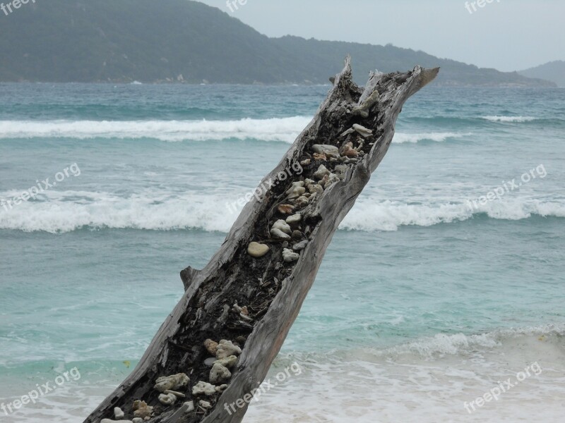 Sea Mussels Tree Stocking Old Wood Free Photos