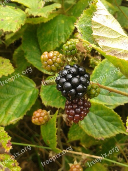 Blackberry Berries Fruit Bush Blackberries