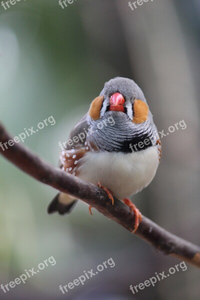 Zebra Finch Finch Bird Wildlife Mehran B