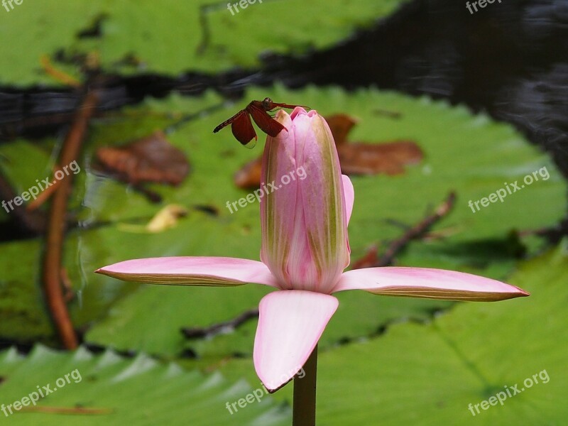 Dragonfly Lotus 觸 Free Photos