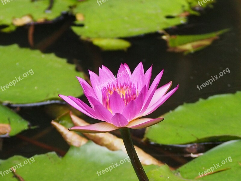 Lotus Purple Flower Seed Bloom Free Photos