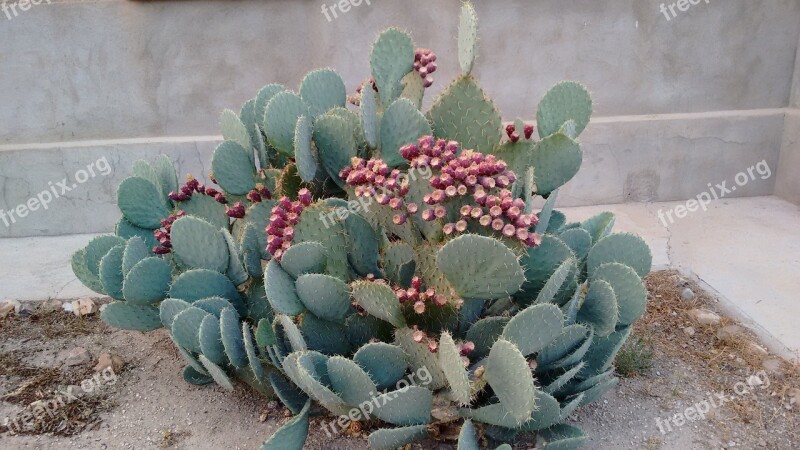 Cactus Thorns Nature Plant Free Photos