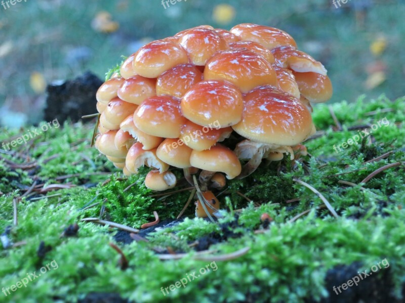 Mushrooms Forest Nature Autumn Toxic