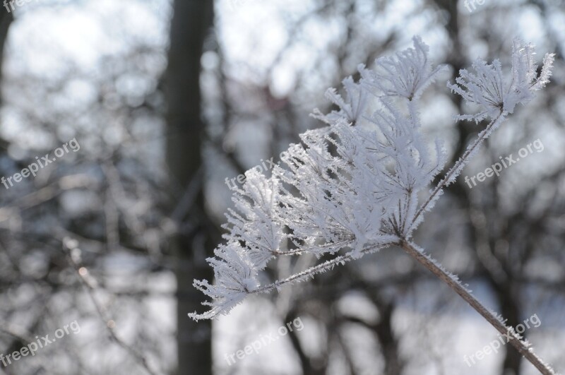 Hoarfrost Winter Hardest Snow Nature