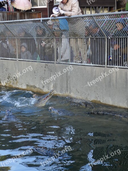 Crocodile Reptiles Water Zoo Predator