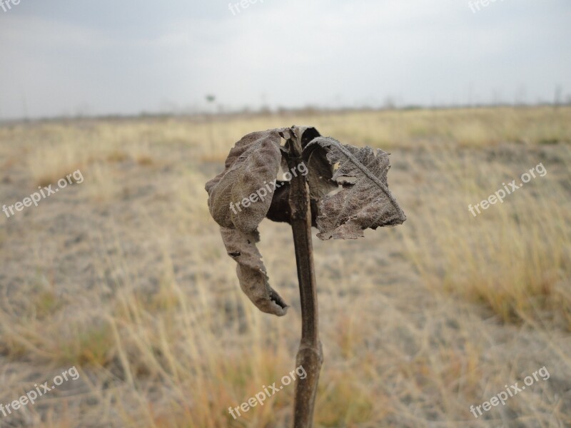 Teak Drought Tree Forest Nature