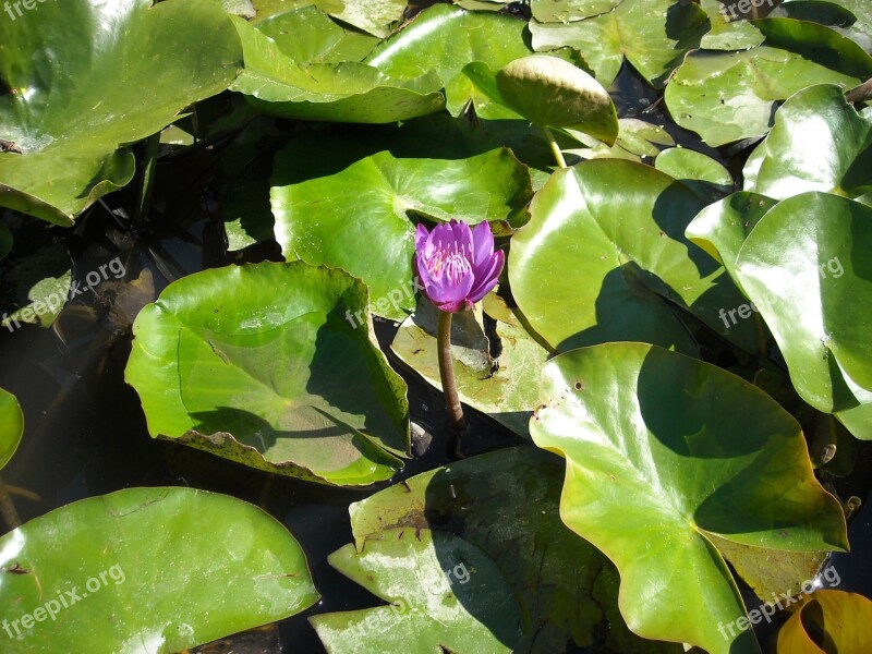 Nature Green Water Plant Water Lily Flower