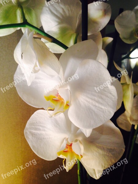 Orchid Flower White Spring Fragrance