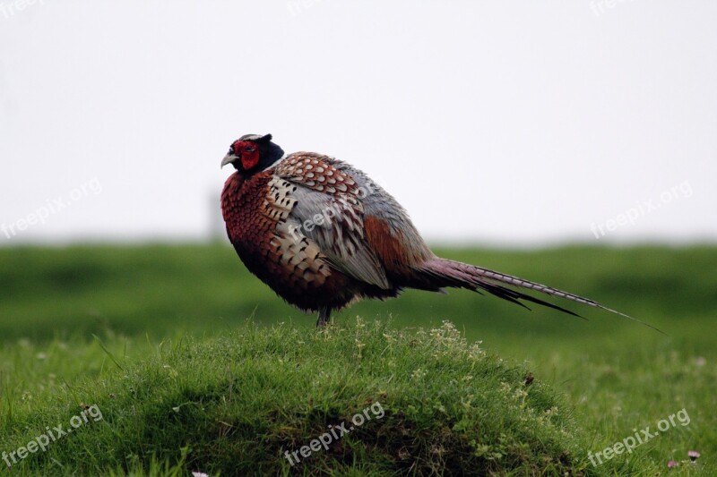 Birds Pheasant Animal Wildlife Nature