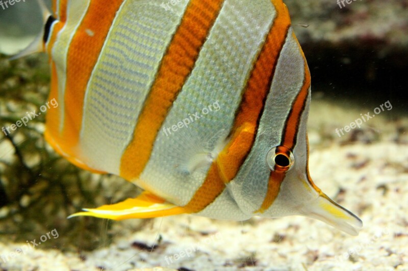 Aquarium Fish Striped Yellow And White Free Photos