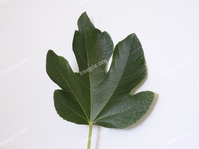 Fig Plant Health Leaf Free Photos