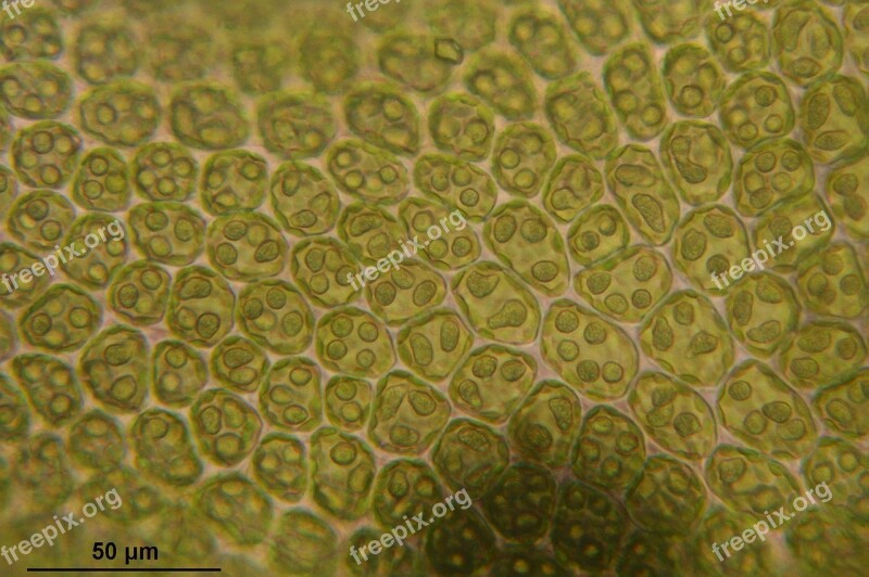 Barbilophozia Attenuata Plant Liverwort Macro