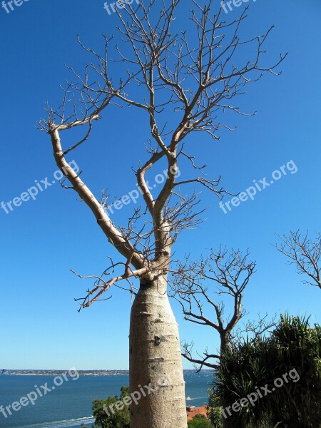 Baobab Tree Perth Australia Botanic