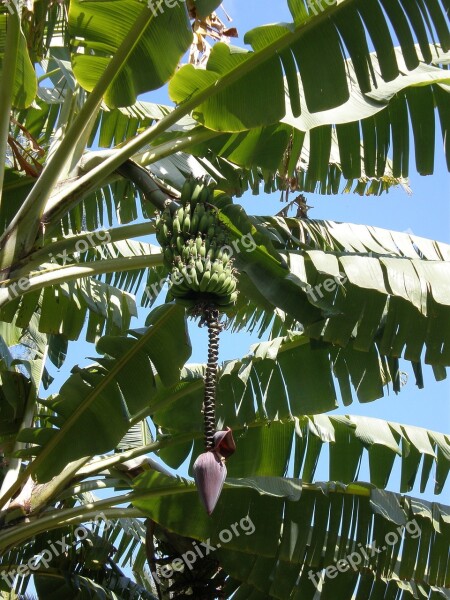 Banana Flower Unripe Fruit Madeira