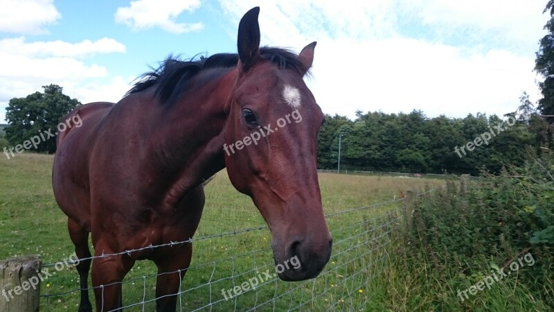 Horse Head Animal Portrait Brown Fur Free Photos