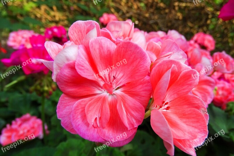 Pelargoniums Flower Red Flower Summer Nature