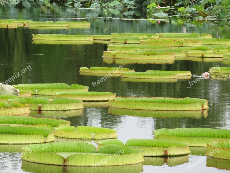 Lotus Leaf Pa Lian Full Of Life Pond Nature