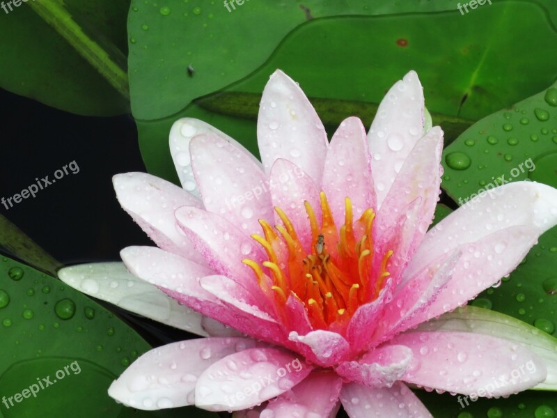 After The Rain Gives Lotus Summer Lotus Pond Water Plant