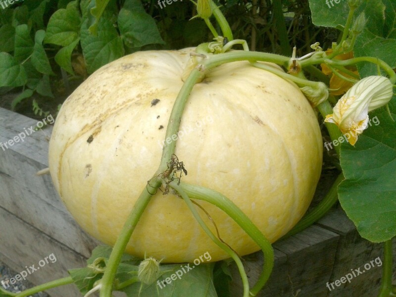 Pumpkin Squash Gardening Harvest Vegetable