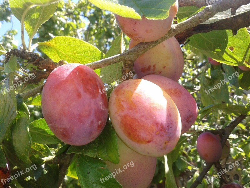 Juicy Plums Fruit Juicy Food Plum