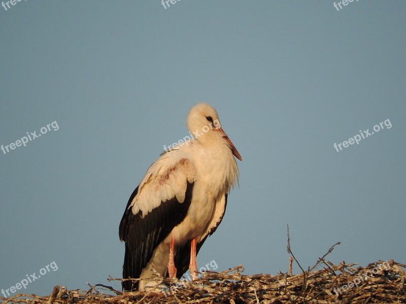 Stork Nest Rattle Stork Storchennest Free Photos