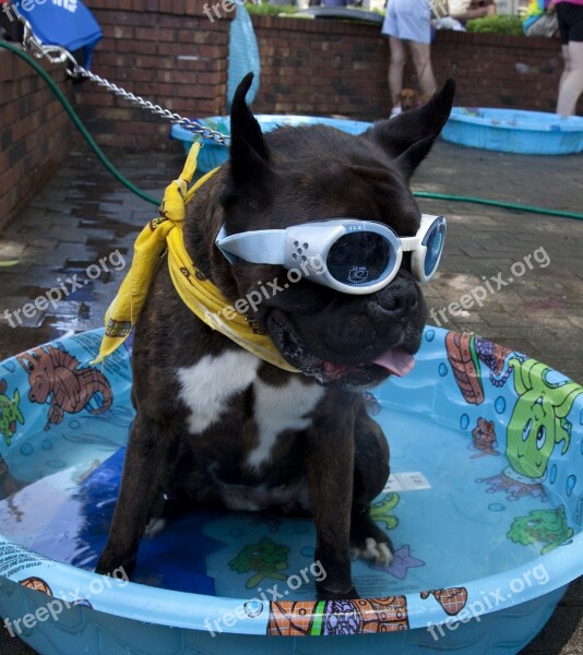 Dog Clothes Goggles Bandana Parade