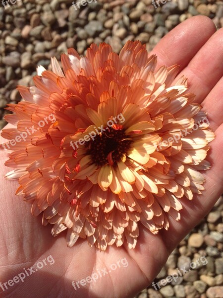 Marigold Flower Hand Garden Free Photos