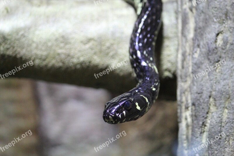 Snake Nature Wildlife Animal Reptile