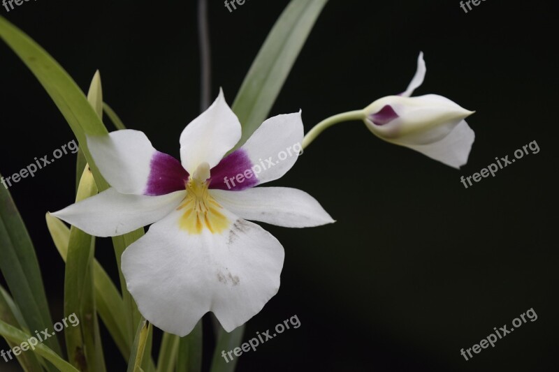 Orchid Flower Nature Nikon D5300 Free Photos