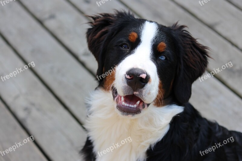 Dogs Bernese Puppies Purebred Mountain