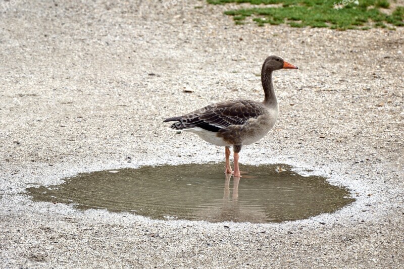 Greylag Goose Goose Bird Animal Duck Bird