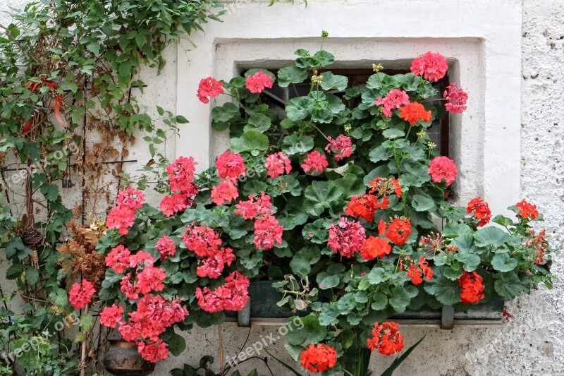 Geranium Pelargoniums Window Old Old Window