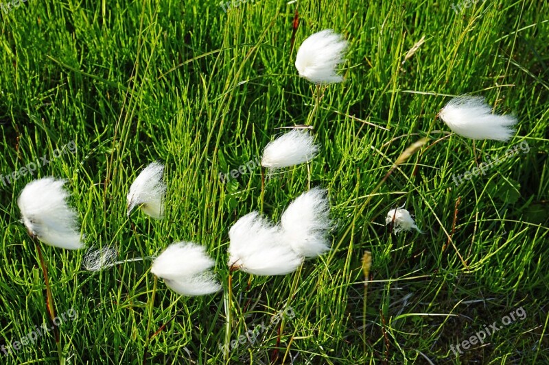 Cottongrass Iceland Woolly White Grass