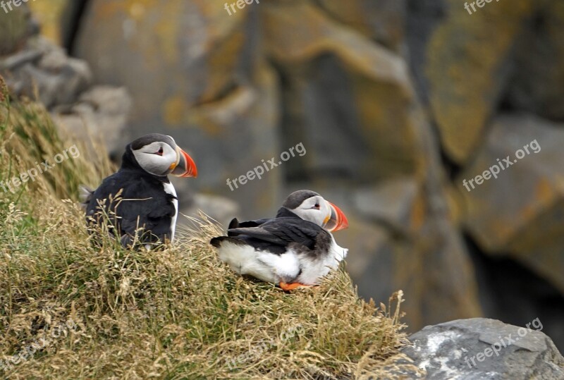 Puffin Iceland Cliff Coast Free Photos