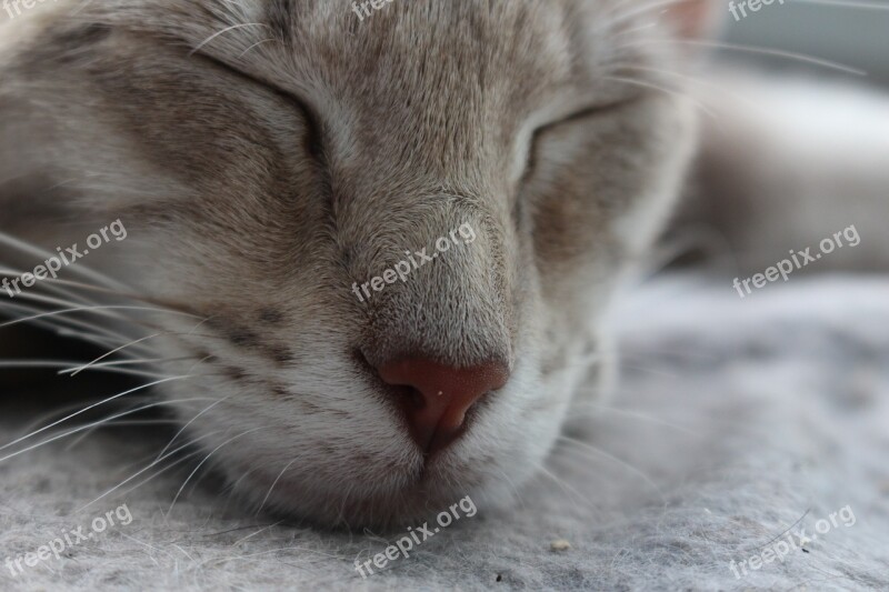 Cat Nose Whiskers Cat Face Domestic Cat