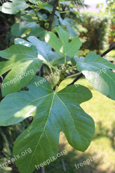 Fig Tree Fruit Art Free Photos