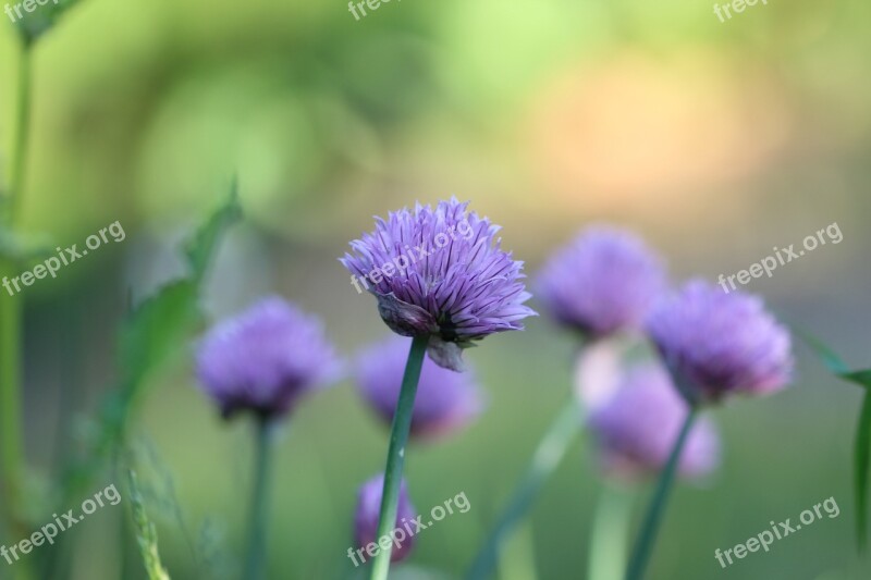 Chives Herb Plant Flower Purple