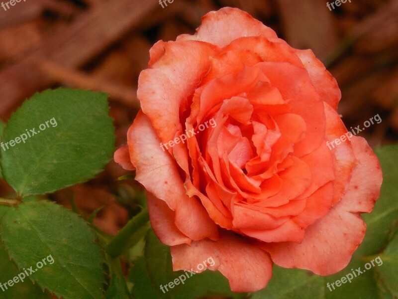 Rose Flower Floral Blossom Nature