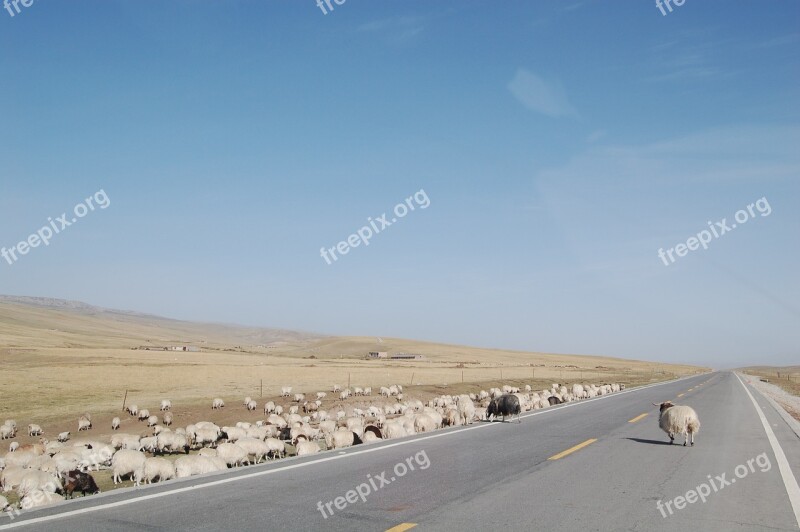 The Qinghai-tibet Plateau The Flock Highway Free Photos