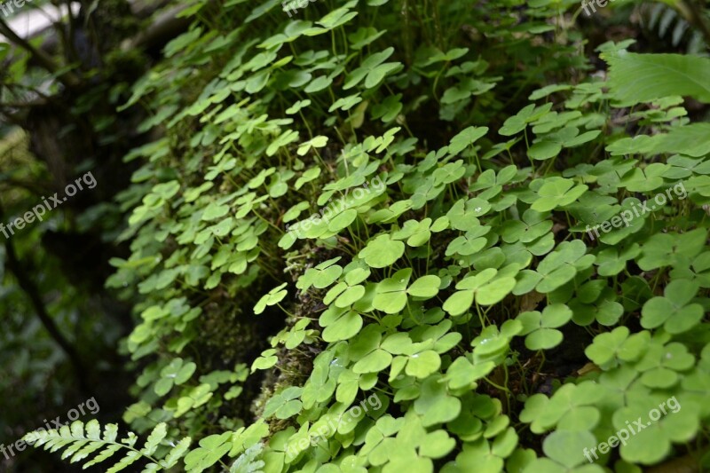 Clovers Green Nature Plant Forest