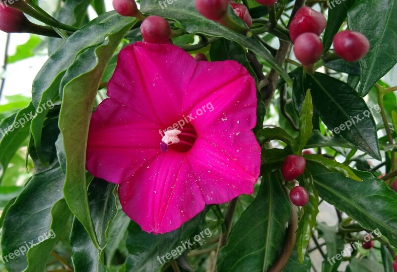 Cardinal Creeper Flower Vine Ornamental Ipomea Horsfalliae