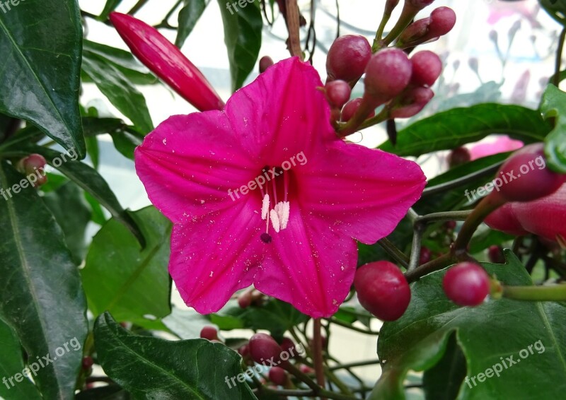 Cardinal Creeper Flower Vine Ornamental Ipomea Horsfalliae