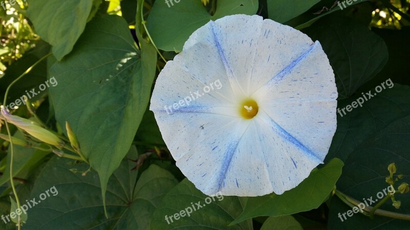 Morning Glory Flower Morning Glory Blossom