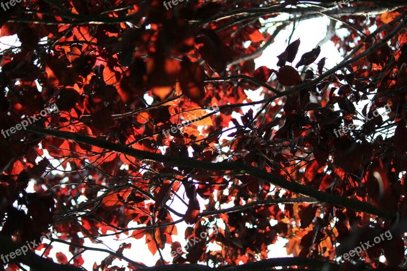 Flowering Plum Tree Tree Plum Leaf Leaves